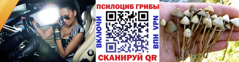 Купить где  Пыталово  Галлюциногенные грибы мицелий 